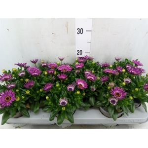Osteospermum  'Astra Purple Spoon'