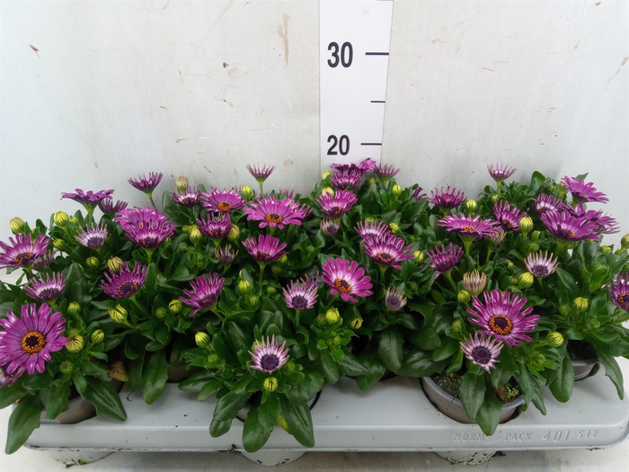 <h4>Osteospermum  'Astra Purple Spoon'</h4>