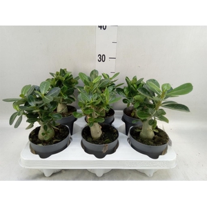 Adenium obesum
