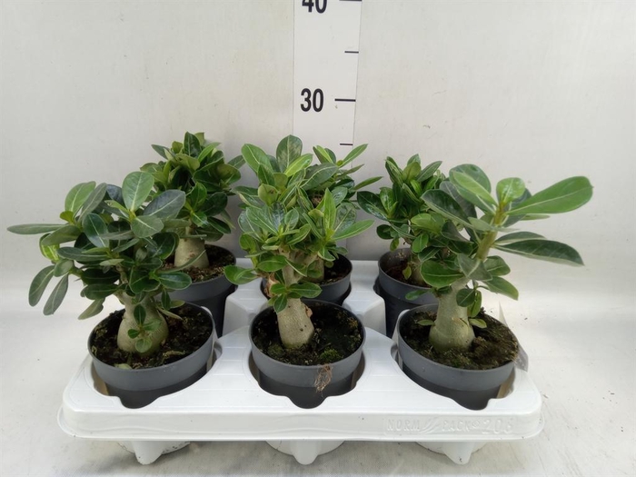 <h4>Adenium obesum</h4>
