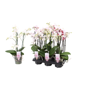 Phal. Multiflora 3-tak 