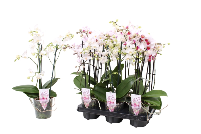 <h4>Phal. Multiflora 3-tak "Witte tinten"</h4>