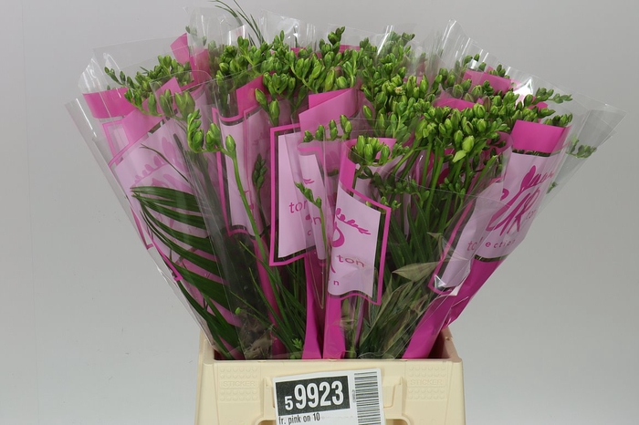 <h4>Fr. Pink On 10</h4>