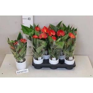ARR ANTHURIUM
