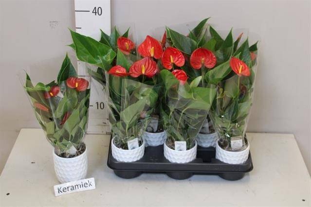 <h4>ARR ANTHURIUM</h4>