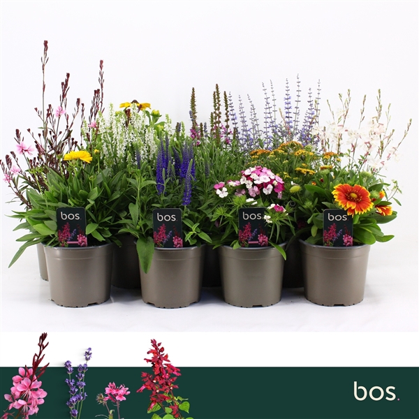 <h4>Vaste Planten Mix, 4 soorten</h4>