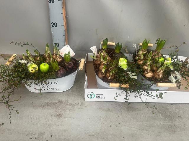 arr8 Arr Bol Knol In Zinken Bak Ovaal