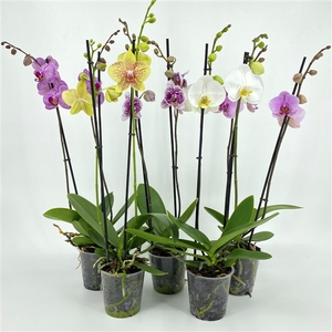 PHAL 2T MIX 12-14+ 55-75