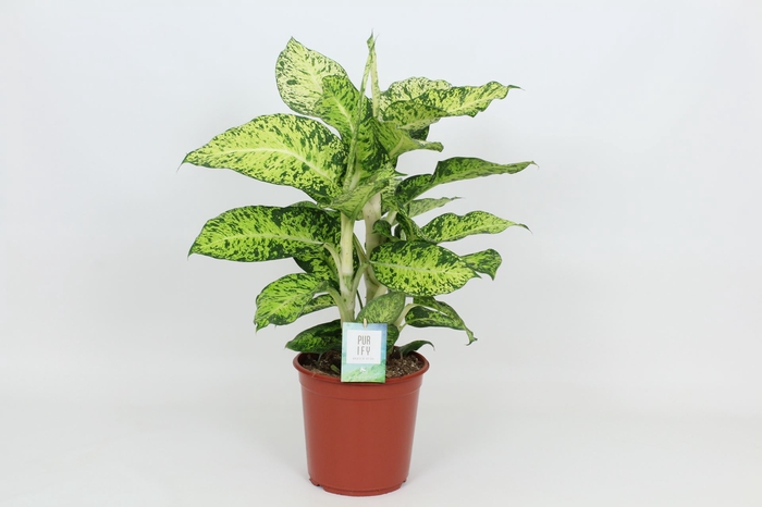 <h4>Dieffenbachia Cool Tigris</h4>