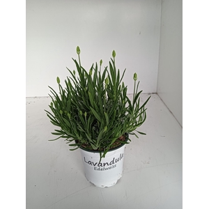 Lavendel Lavandula edelweiss wit