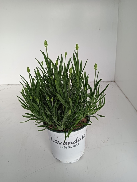 <h4>Lavendel Lavandula edelweiss wit</h4>