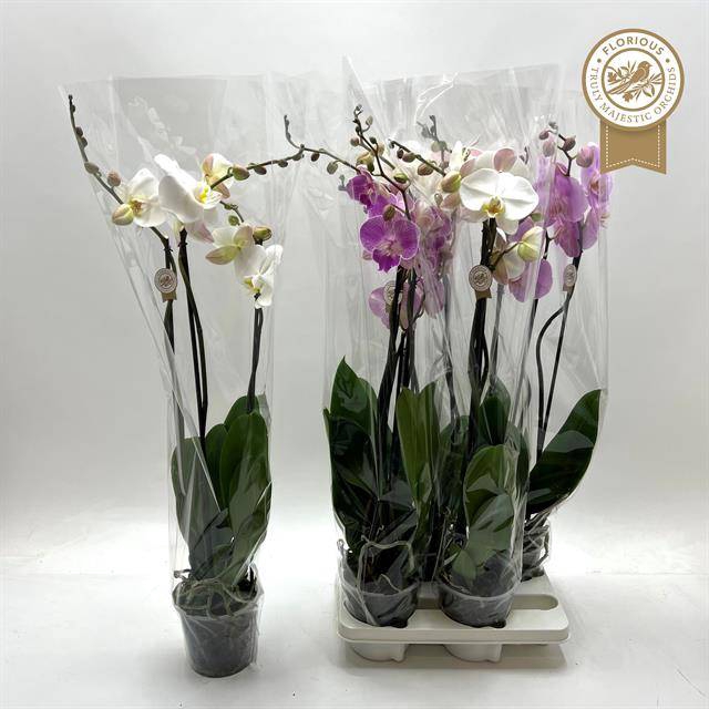 <h4>PHAL MIX 2 TAK P15</h4>