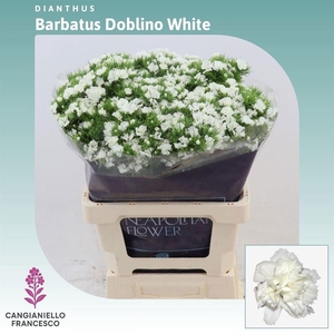 DI BARB DOBLINO WHIT