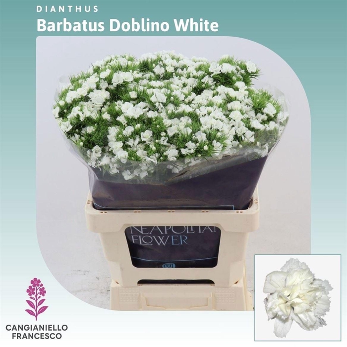 <h4>DI BARB DOBLINO WHIT</h4>