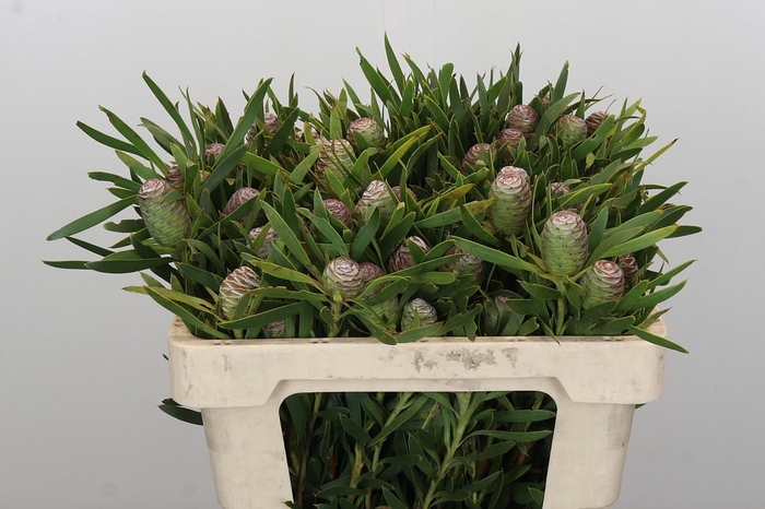 <h4>Kaaps Groen Sabulosum</h4>