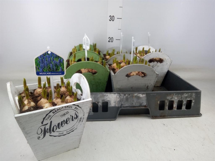 <h4>Arr.  Muscari L%</h4>