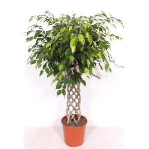 Ficus benjamina 'Exotica'
