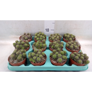 Succulents   ...