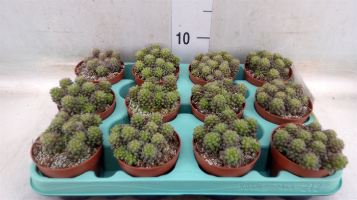 <h4>Succulents   ...</h4>