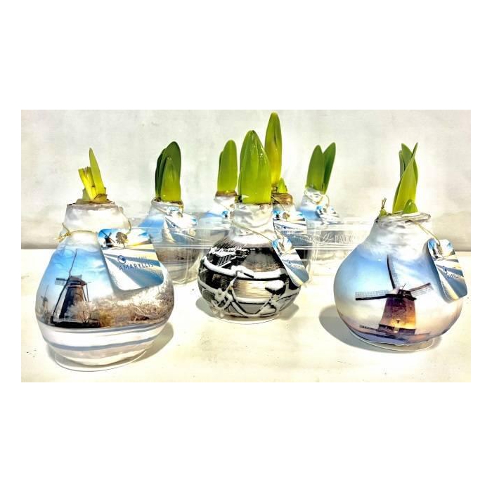 <h4>BLOEMBOL HIPPEASTRUM</h4>