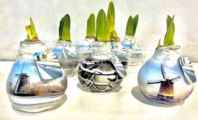 <h4>BLOEMBOL HIPPEASTRUM</h4>