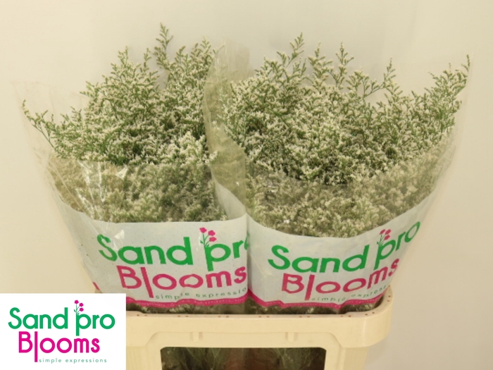 <h4>LIM MISTY WHITE</h4>