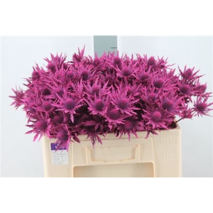 Eryngium Klb Fucsia