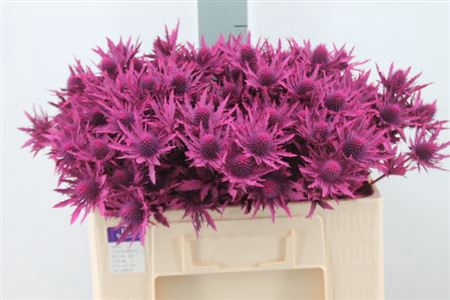 <h4>Eryngium Klb Fucsia</h4>
