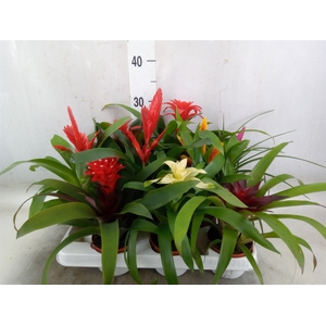 Bromelia   ...mix 13