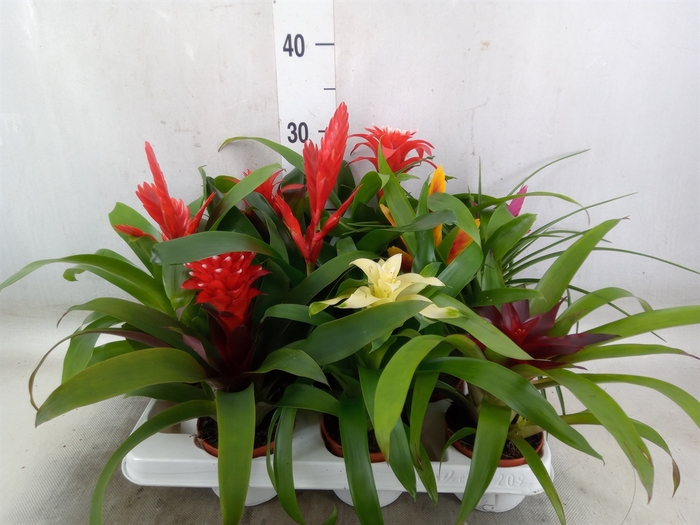 <h4>Bromelia   ...mix 13</h4>