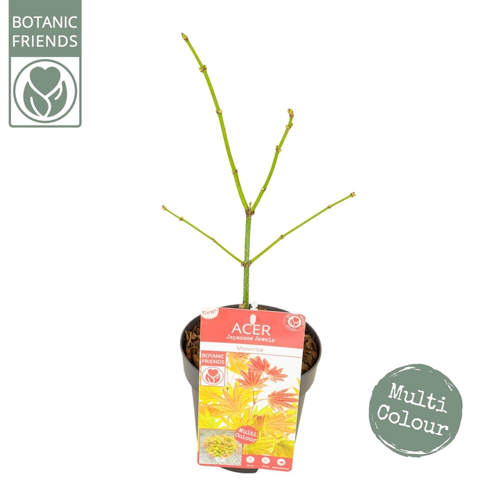 <h4>Acer shirasawanum 'Moonrise' ®</h4>