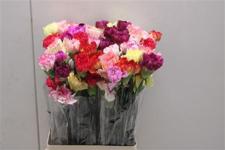 <h4>Di St Rainbow Mix</h4>