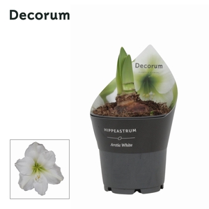 Amaryllis Arctic White 2 knop Extra OP Potkraag (Decorum)