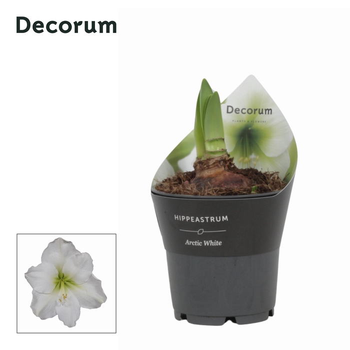 <h4>Amaryllis Arctic White 2 knop Extra OP Potkraag (Decorum)</h4>