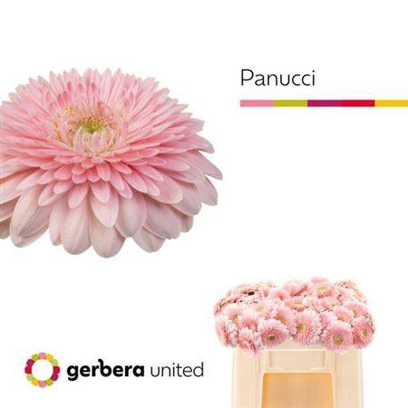 <h4>Ge Mi Pom Panucci</h4>