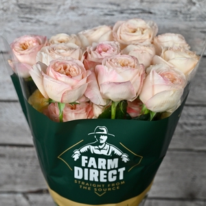 R GR CREAM XPRESSION