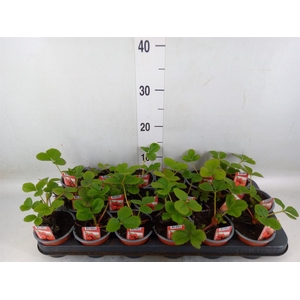 Fragaria ananassa 'Ostara'