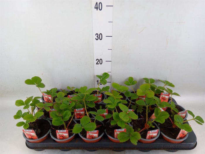 <h4>Fragaria ananassa 'Ostara'</h4>