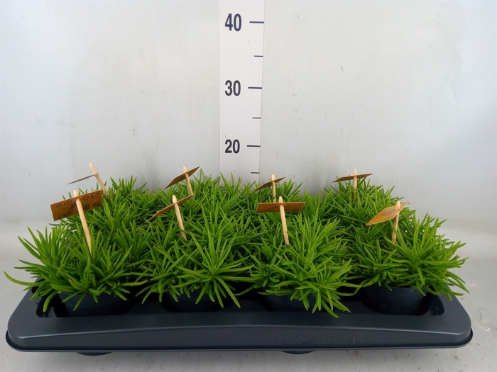 <h4>Senecio archeri 'Himalaya'</h4>