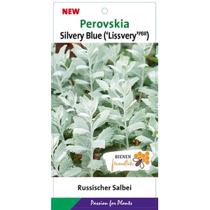 Perovskia Lacey Blue