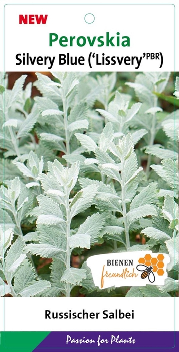 <h4>Perovskia Lacey Blue</h4>