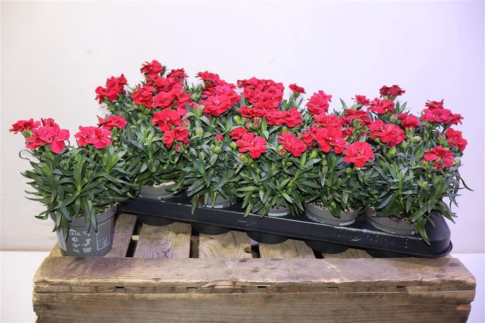 <h4>Dian Osc Cherry</h4>