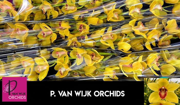 <h4>CYMB T NEVADA</h4>