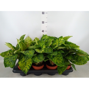 Homalomena wal. 'Camouflage'