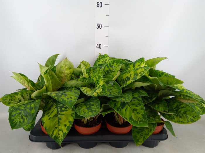 <h4>Homalomena wal. 'Camouflage'</h4>