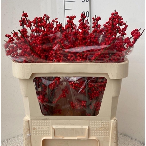 Ilex verticillata red
