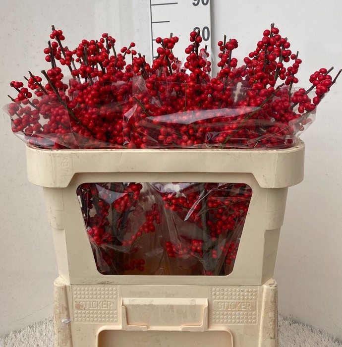 <h4>Ilex verticillata red</h4>