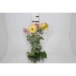 DAHLIA CARLA 060 CM