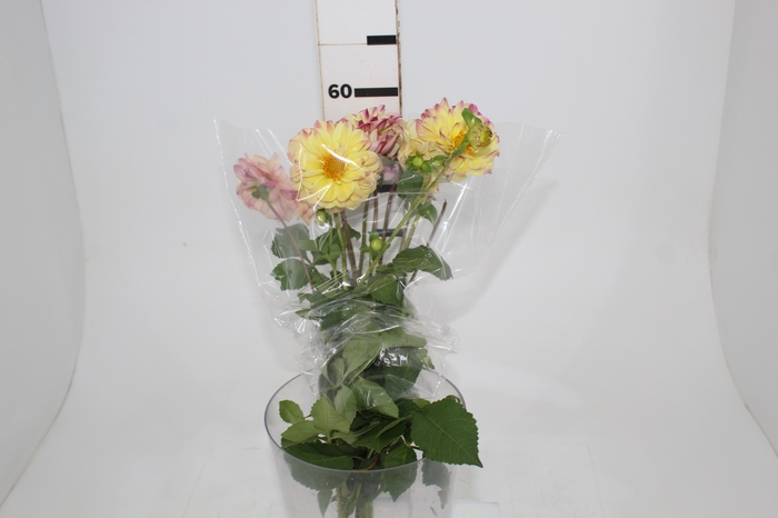 <h4>DAHLIA CARLA 060 CM</h4>