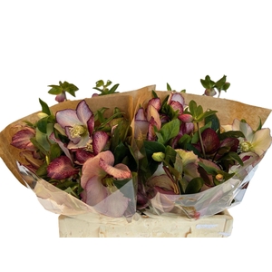 HELL OR QUEENS PICOT